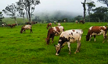 Sri Lanka Vacation 15days - Ambewela Farm