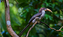 Sri Lanka 12 days itineraries endemic Bird Varieties