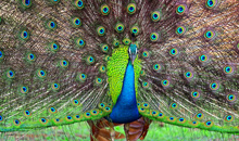 Sri Lanka Tour Package 6 peacock Days