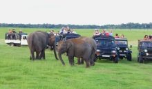 Sri Lanka Tour Package Wildlife Safari