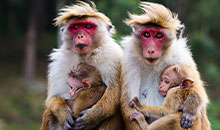 Sri Lanka holiday package wild monkeys in Dambulla