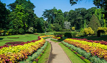 Sri Lanka tour package Beautiful Peradeniya garden with flowers