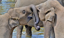 Sri Lanka holiday package elephant playing in Pinnawala