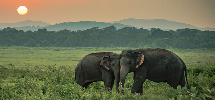 Sri Lanka holiday package Yala National Park elephants