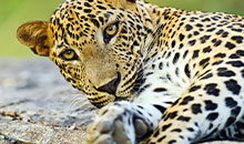 Sri Lanka holiday package Yala Leopard