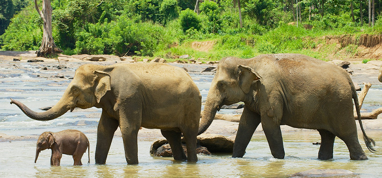 Sri Lanka holiday package pinnawala elephant orphange