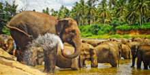 Sri-Lanka-tour-package-Kandy-elephants