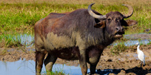 Sri-Lanka-trips-7-days-Yala-buffaloes