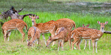 Sri-Lanka-trips-7-days-yala-deer