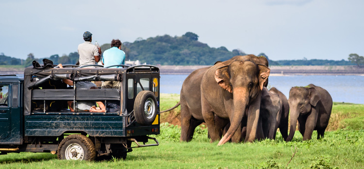Sri-Lanka-trips-7-days-Yala-elephants watching