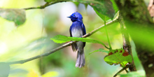 Sri-Lanka-trips-7-days-yala-birds