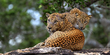 Sri-Lanka-trips-7-days-yala-Leopards