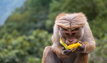 Sri Lanka Vacation - Friendly Monkeys