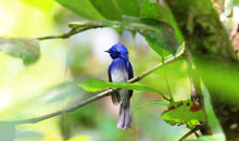 Sri Lanka Vacation - Birds