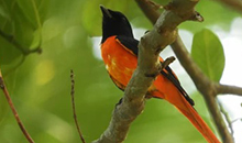 Sri Lanka Vacation 15days - Bird Varieties