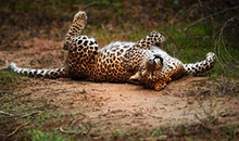 sri lanka 9 days vacation package leopard in yala