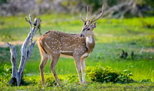 Sri Lanka Vacation - Deers