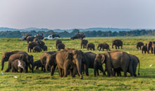 Sri Lanka Vacation - Herd of Elephants