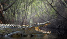 sri lanka vacation crocodile