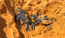 sri lanka vacation turtle conservation