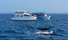 Sri Lanka Vacation 15days - wahale watching