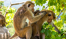 5 days tour itinerary sri lanka Toque macaque monkeys in Dambulla