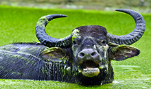 sri lanka 9 days vacation package wild buffalo